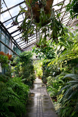 Glass greenhouse with tropical plants