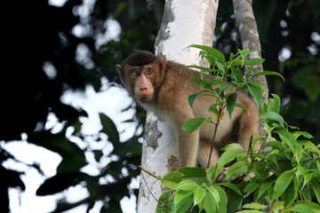 Macaque, Sabah Borneo