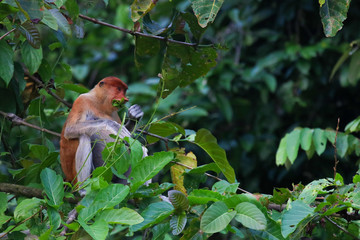 Proboscis monkey, Sabah Borneo