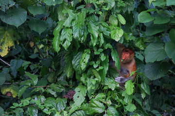 Proboscis monkey, Sabah Borneo