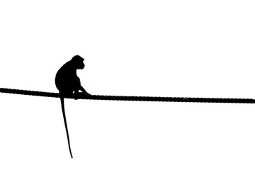 Macaque, Sabah Borneo