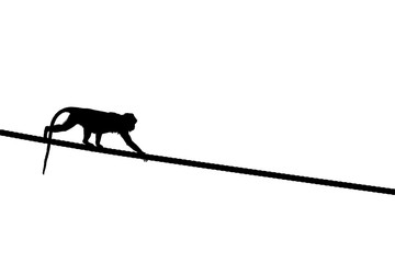 Macaque, Sabah Borneo