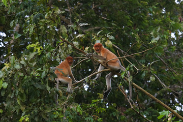 Proboscis monkey, Sabah Borneo
