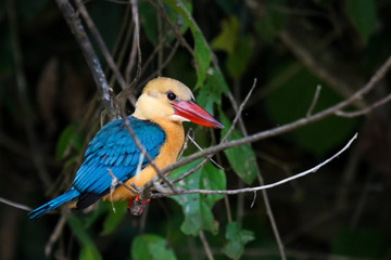 Kingfisher, Sabah - Borneo