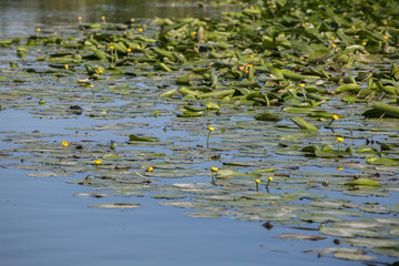 Mincio River in Mantua with Many Lotus Flower Green Leaves, Italy