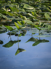 Reflection in the Water of Lotus Flower Leaves