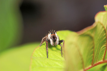 Jumping spider, Salticidae, Agumbe ARRSC, Karnataka , India