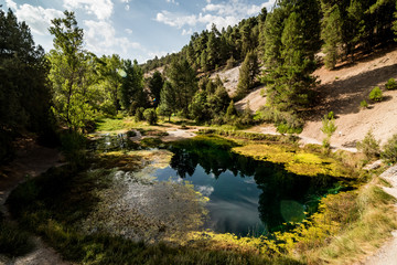 Flock of sheep grazing in a meadow