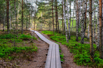 wooden boardwalk in bog swamp area