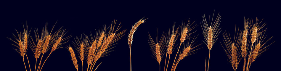 Wheat ears with ripe grains isolated on black background