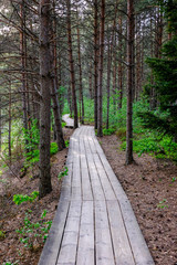 wooden boardwalk in bog swamp area