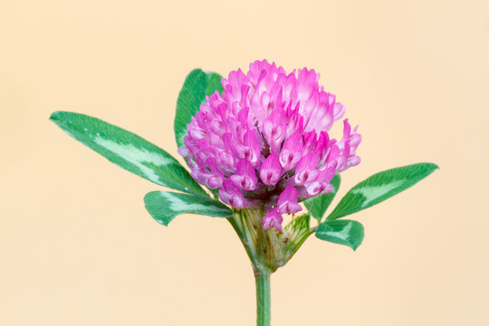 Trifolium pratense. Tr&eacute;bol rojo o violeta, inflorescencias.