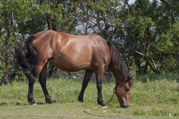Horse on a green meadow