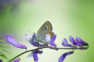 butterfly on flower