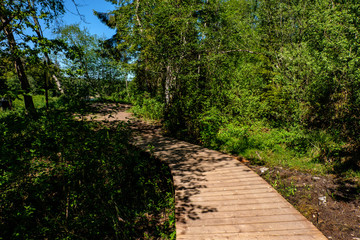 wooden boardwalk in green meadow area