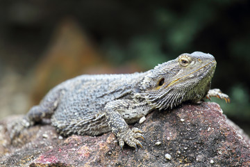 Östliche Bartagame (Pogona barbata) in Queensland, Australien.