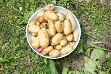 fresh organic Gardening potatoes in the field