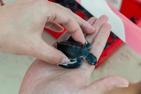 Close-up of a little cute green sea turtle (Chelonia mydas) hatchling in the palm of a hand, wanting to be released into the sea on Redang Island, Malaysia.   