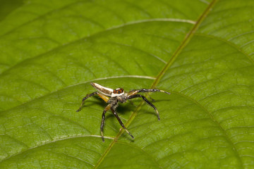 Jumping spider, Telamonia dimidiata, Salticidae, Aarey milk colony Mumbai
