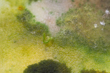 Colony Characteristics of Fungus and algae in petri dish for education.