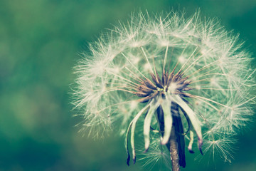 Dandelion head close up macro photo with bokeh background out of focus. Photo post processed with green and blue filter for a nostalgic cross process effect.