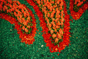 Garden mulch-ground cover wood chips. Planting and watering seedlings Salvia flowers over pine bark...