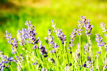 Lavendel im Garten - Sommerblumen