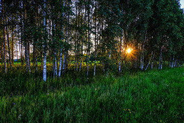 birch tree leaves and branches against dark background with sun rays in sunrise © Martins Vanags