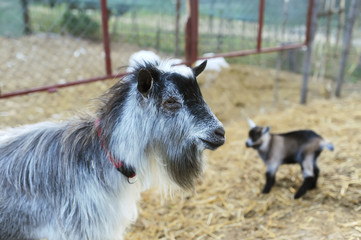 Big goat on a farm and a little kid on a background