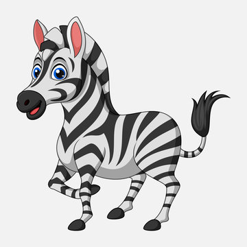 Cute cartoon zebra on white background
