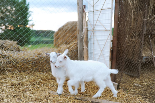Two white goat kids standing on straw. There's hay all over the ground and a fence in the background.