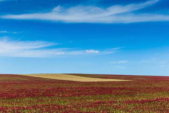 Red clover field and blue sky in summer day. © Sergey Fedoskin