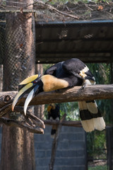 The colors and details of the Rhinoceros Hornbill. © nikonlike