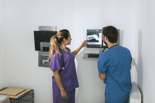 Veterinaries examining a dog's x-ray