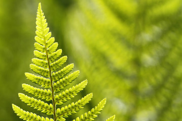 Divided leaf of the ostrich fern, Matteuccia struthiopteris, with developing spores.