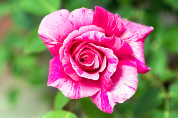 Fototapeta premium Bliska róża `Ferdinand Pichard´