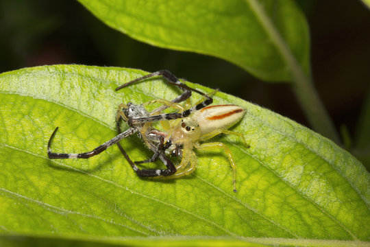 Jumping spider, Telamonia dimidiata, Salticidae, Bangalore
