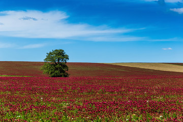 Red clover field and blue sky in summer day.