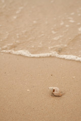 The dead shellfish lie on the sand