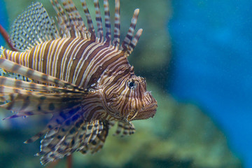 Naklejka na ściany i meble Big Lion Fish in the aquarium