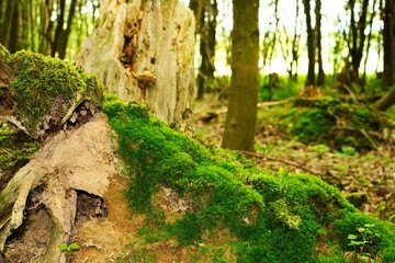 Dieses wunderschöne foto zeigt einen wilden deutschen wald mit bäumen und laub am boden und im vordergrund einen alten baumstumpf