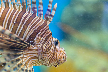 Lion fish swiming in the aquarium