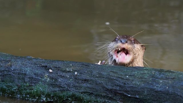 Brown wet otter hunting and eating fish nearby a log in the pond