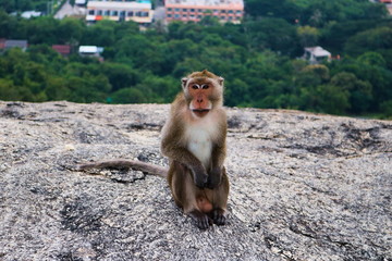 dieses wunderschöne bild zeigt einen wilden affen auf einem berg in hua hin thailand in dem...