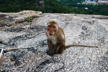 dieses wunderschöne bild zeigt einen wilden affen auf einem berg in hua hin thailand in dem hintergrund sieht man auch die schöne landschaft