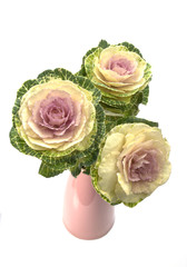 Ornamental kale in pink vase against white background