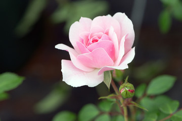 Close up rose `Diadem´
