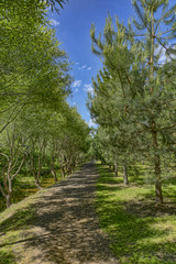 Forest footpath