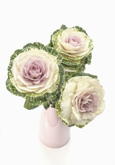 Ornamental kale in a pink vase high key lighting