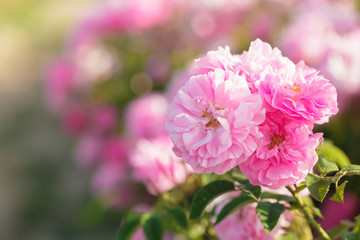 pink rose bush closeup on field background
